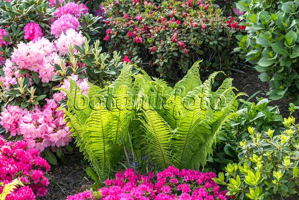 638166 - Ostrich fern (Matteuccia struthiopteris) and rhododendrons (Rhododendron)
