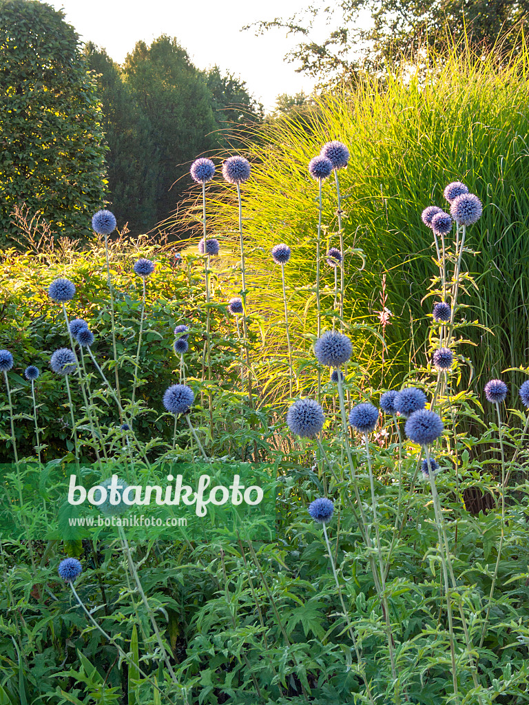 415064 - Oursin à têtes rondes (Echinops sphaerocephalus)