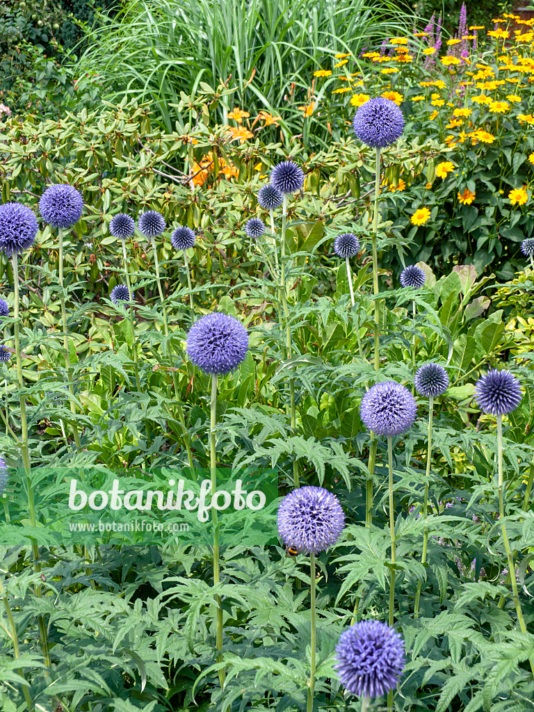 486249 - Oursin bleu (Echinops ritro)