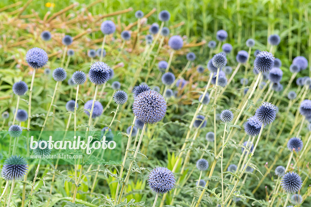 638091 - Oursin bleu (Echinops ritro)