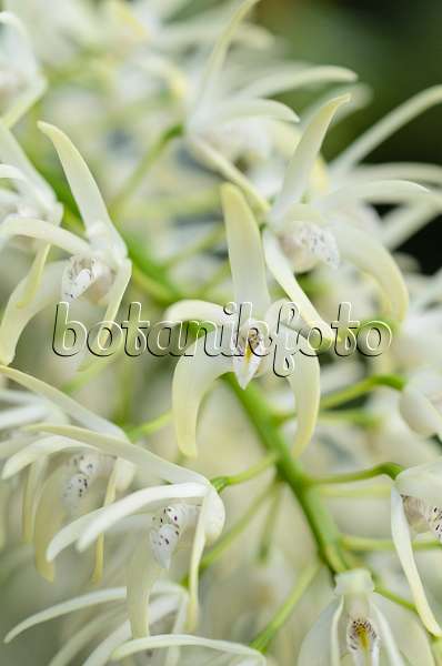493043 - Outstanding dendrobium (Dendrobium speciosum)