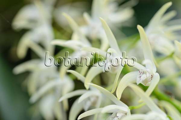 493044 - Outstanding dendrobium (Dendrobium speciosum)