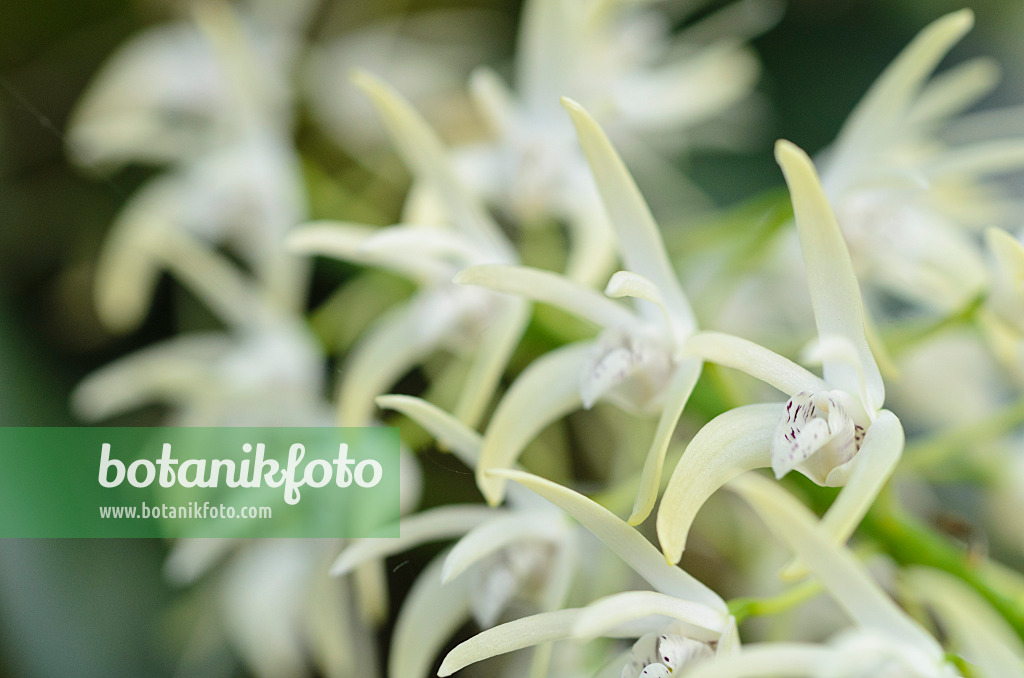 493044 - Outstanding dendrobium (Dendrobium speciosum)