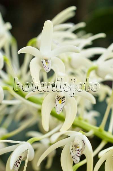 516034 - Outstanding dendrobium (Dendrobium speciosum)