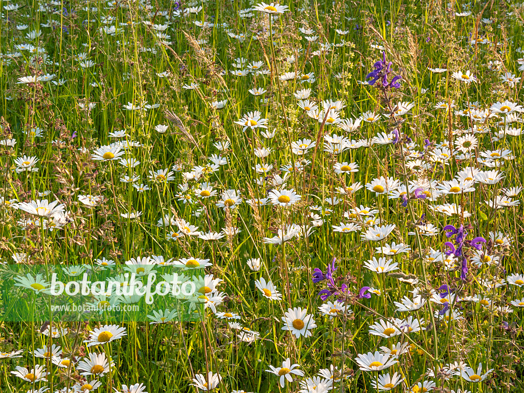 414021 - Oxeye daisy (Leucanthemum vulgare)