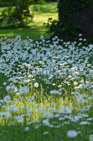 496365 - Oxeye daisy (Leucanthemum vulgare)