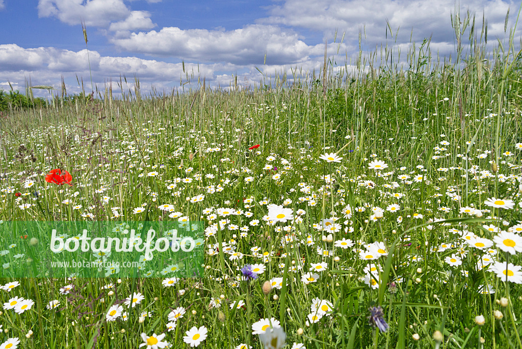 534233 - Oxeye daisy (Leucanthemum vulgare)