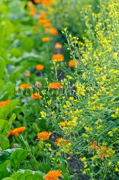 474505 - Pac choi (Brassica rapa subsp. chinensis) and pot marigold (Calendula officinalis)