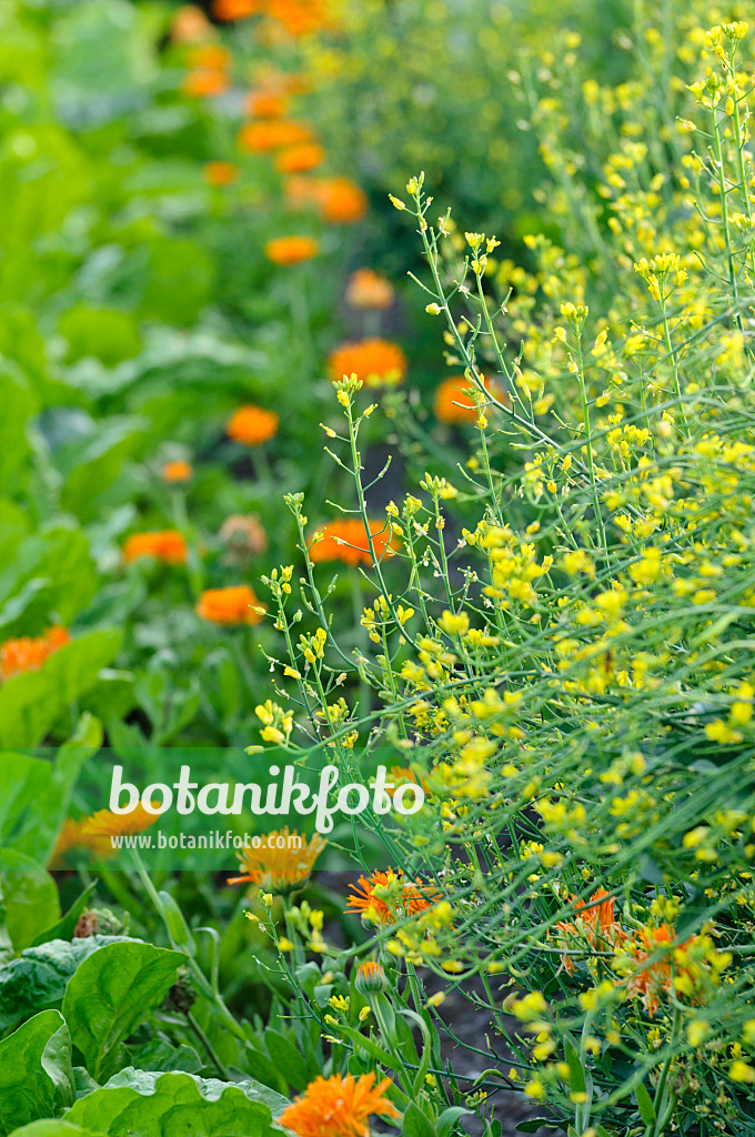 474505 - Pac choi (Brassica rapa subsp. chinensis) and pot marigold (Calendula officinalis)