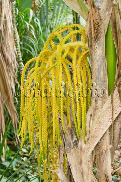 566101 - Pacaya palm (Chamaedorea tepejilote) with male inflorescences