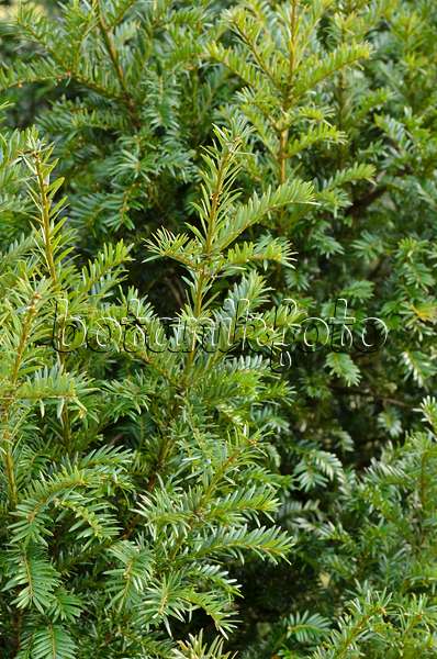 493026 - Pacific yew (Taxus brevifolia)