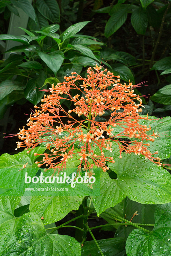 608122 - Pagoda flower (Clerodendrum paniculatum)