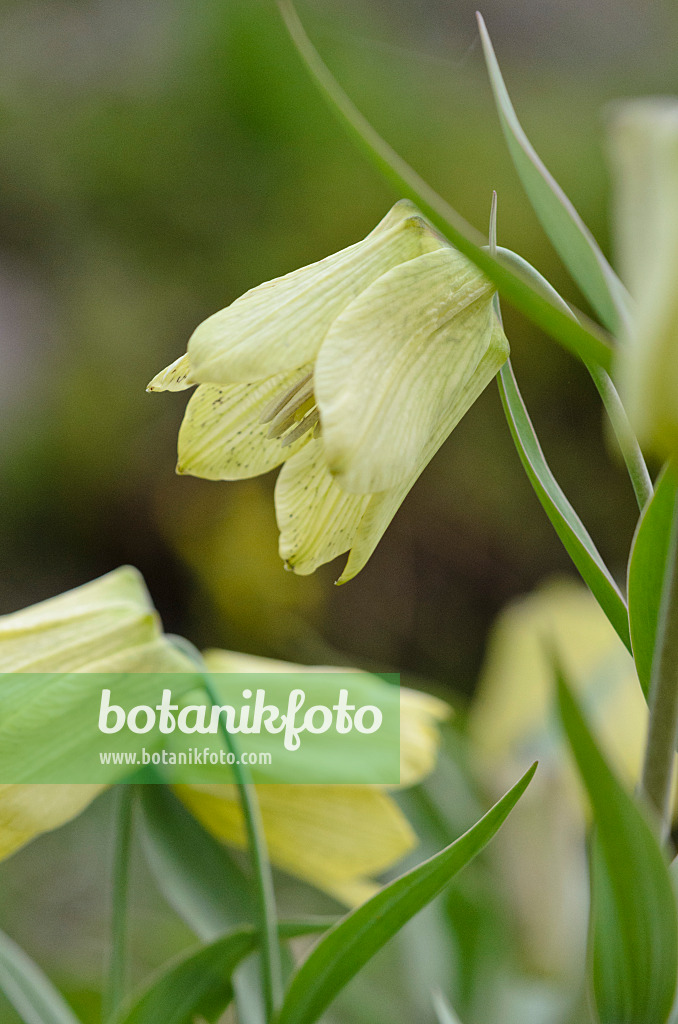 519193 - Pale-flowered fritillary (Fritillaria pallidiflora)