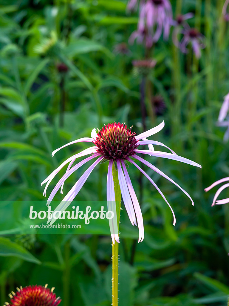 461172 - Pale purple cone flower (Echinacea pallida)