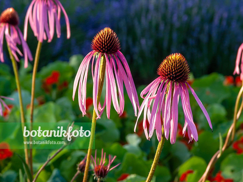 461173 - Pale purple cone flower (Echinacea pallida)