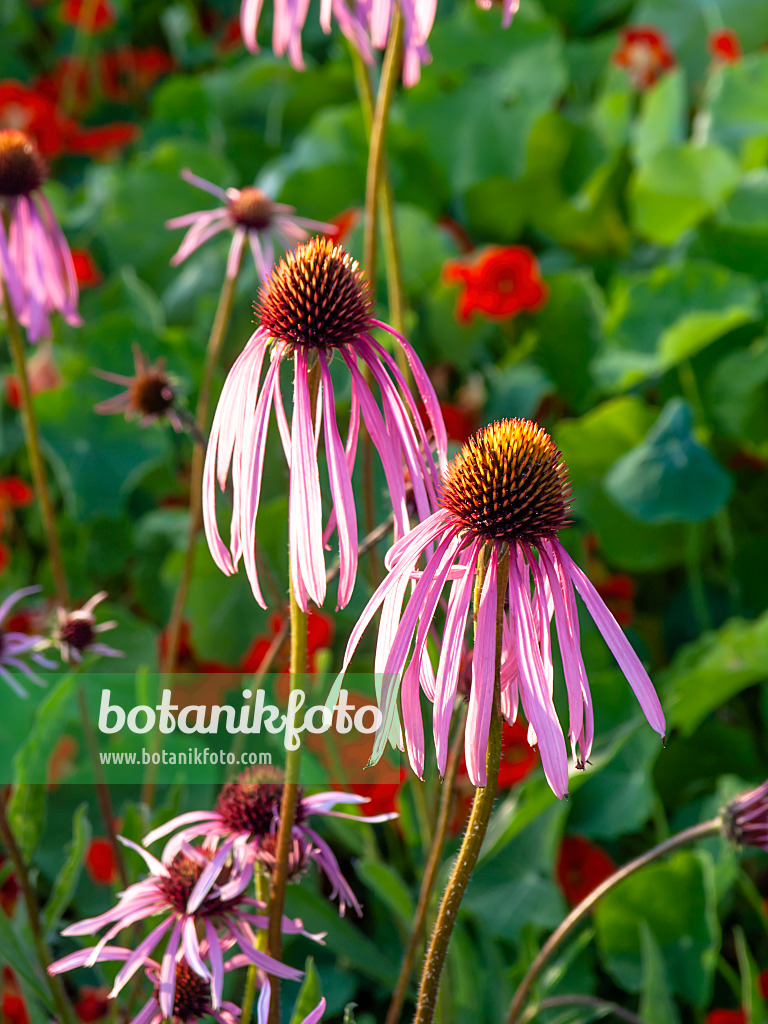 461174 - Pale purple cone flower (Echinacea pallida)