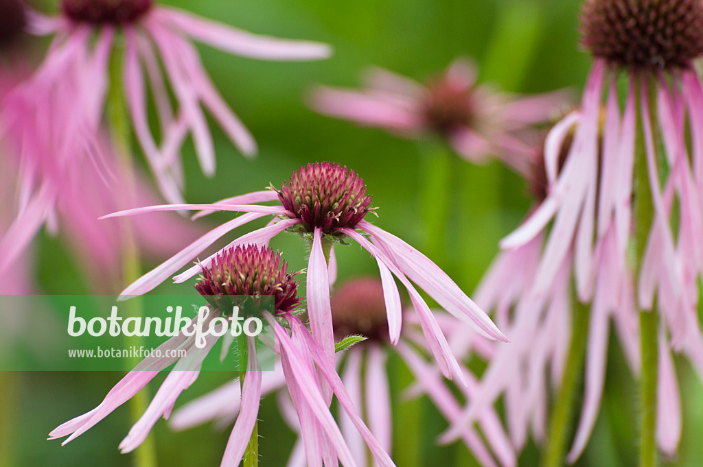 509237 - Pale purple cone flower (Echinacea pallida)