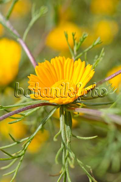 498195 - Palm Springs daisy (Cladanthus arabicus)
