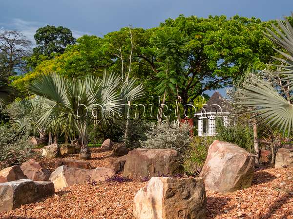 411062 - Palm trees between large stone blocks in a rock garden, Singapore Botanic Gardens