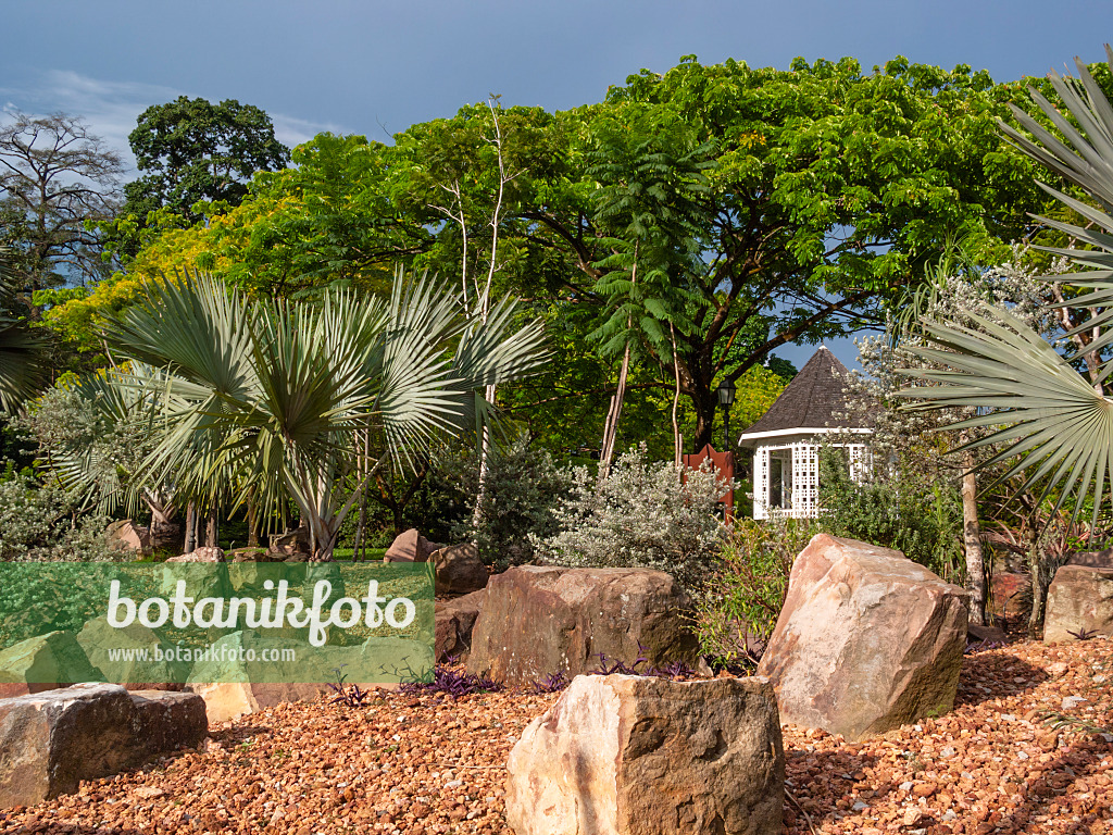 411062 - Palm trees between large stone blocks in a rock garden, Singapore Botanic Gardens