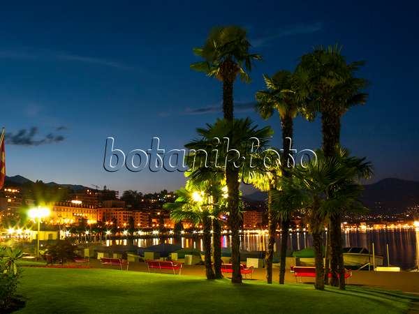 414123 - Palmier de Chine (Trachycarpus fortunei) au bord du lac de Lugano, Lugano, Suisse