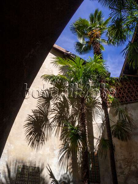 414148 - Palmier de Chine (Trachycarpus fortunei), Locarno, Suisse