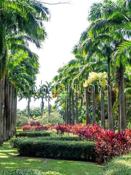 434141 - Palmier royal (Roystonea oleracea), parc de Ang Mo Kio, Singapour