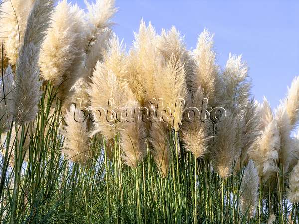 465188 - Pampas grass (Cortaderia selloana)