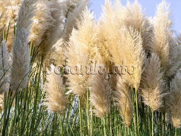 465189 - Pampas grass (Cortaderia selloana)
