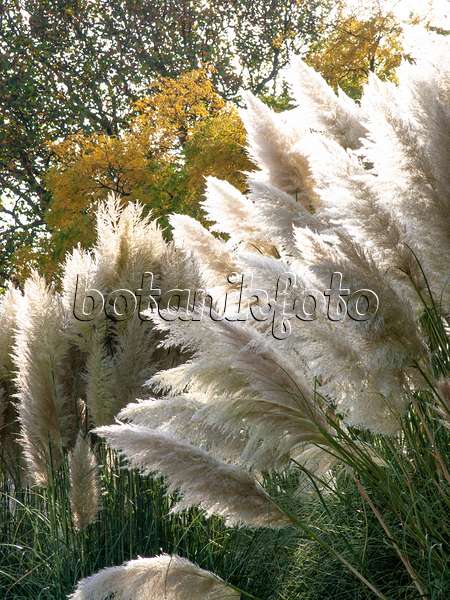 465190 - Pampas grass (Cortaderia selloana)