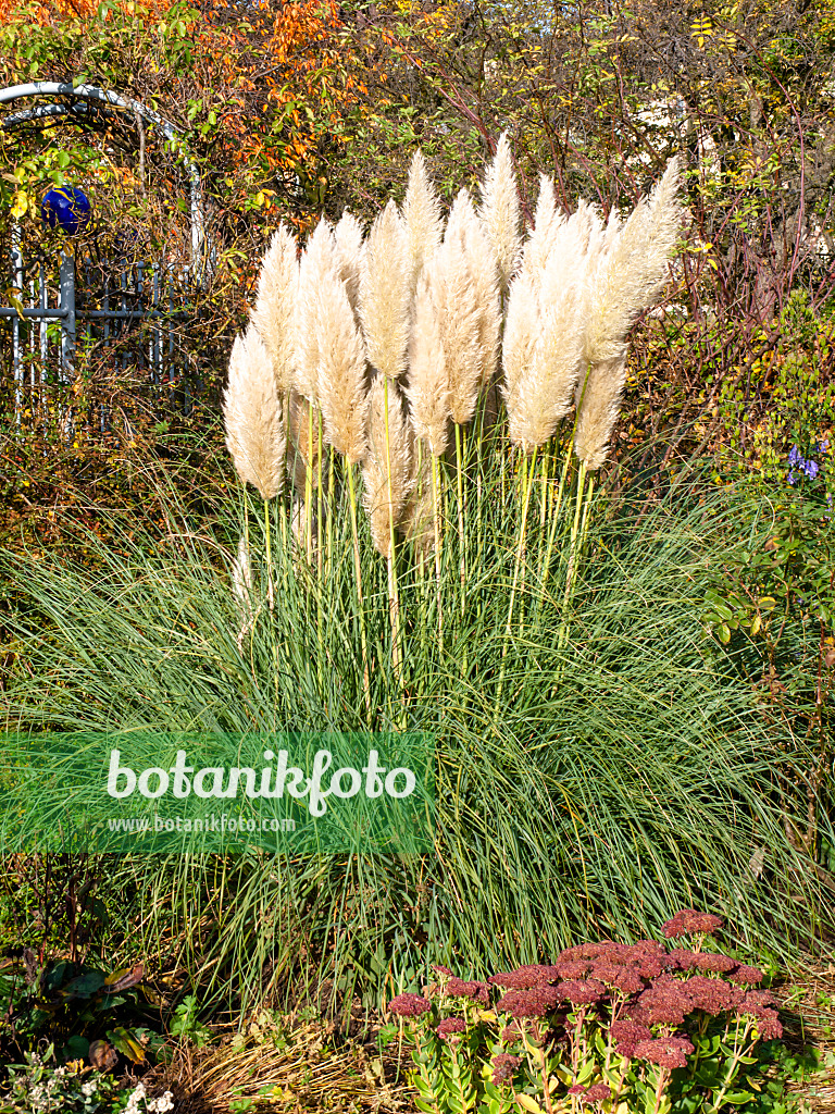 465267 - Pampas grass (Cortaderia selloana)