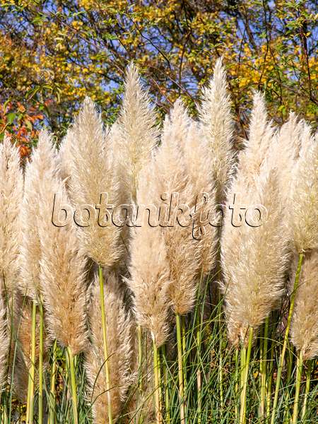 465268 - Pampas grass (Cortaderia selloana)