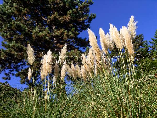 465274 - Pampas grass (Cortaderia selloana)