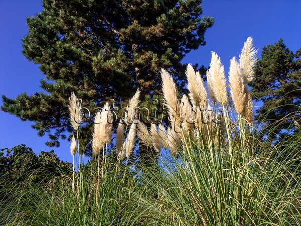 465275 - Pampas grass (Cortaderia selloana)