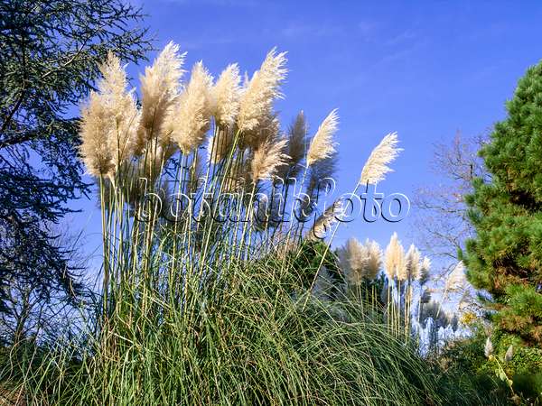465281 - Pampas grass (Cortaderia selloana)