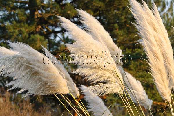 466058 - Pampas grass (Cortaderia selloana)
