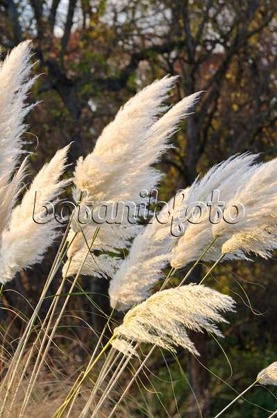 466059 - Pampas grass (Cortaderia selloana)