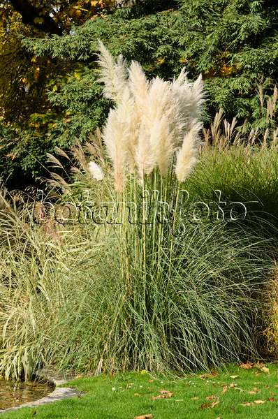 525354 - Pampas grass (Cortaderia selloana)