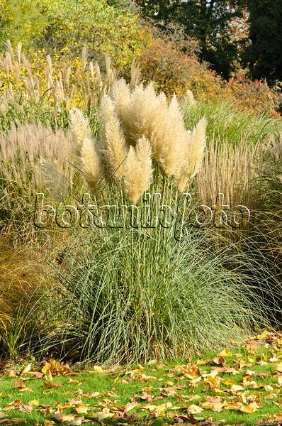 525358 - Pampas grass (Cortaderia selloana)