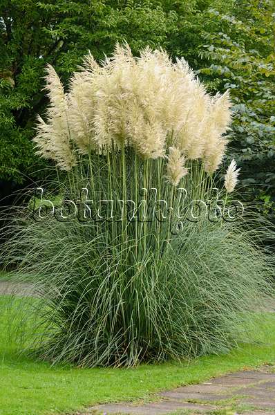 549060 - Pampas grass (Cortaderia selloana)