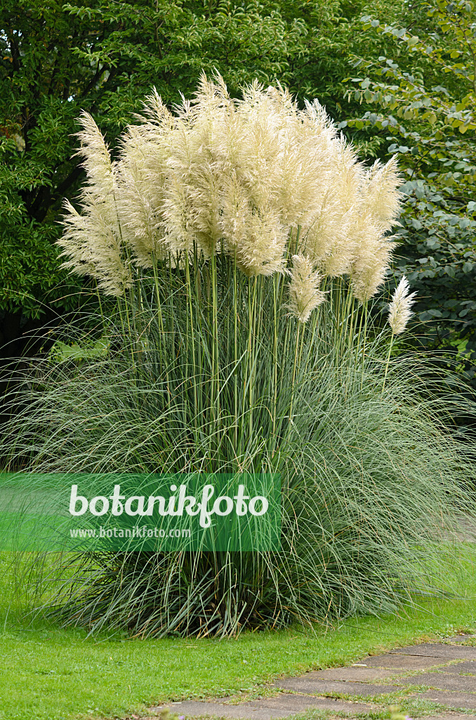 549060 - Pampas grass (Cortaderia selloana)