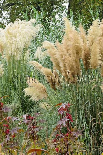 549099 - Pampas grass (Cortaderia selloana)