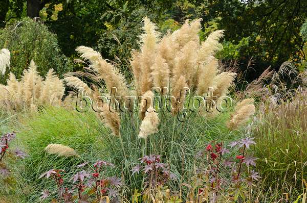 549101 - Pampas grass (Cortaderia selloana)