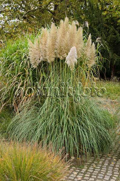 549130 - Pampas grass (Cortaderia selloana)