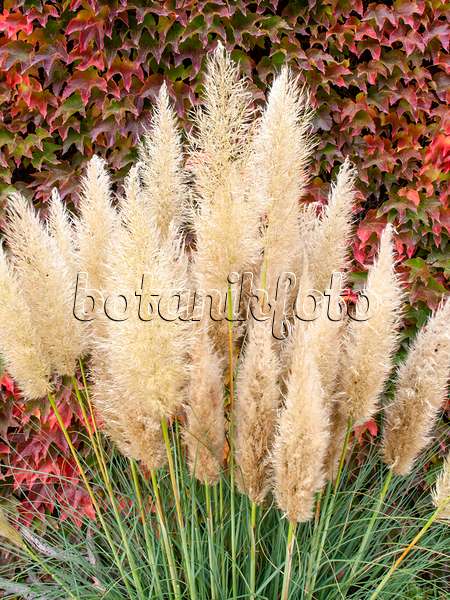 465106 - Pampas grass (Cortaderia selloana 'Pumila') and Japanese creeper (Parthenocissus tricuspidata)