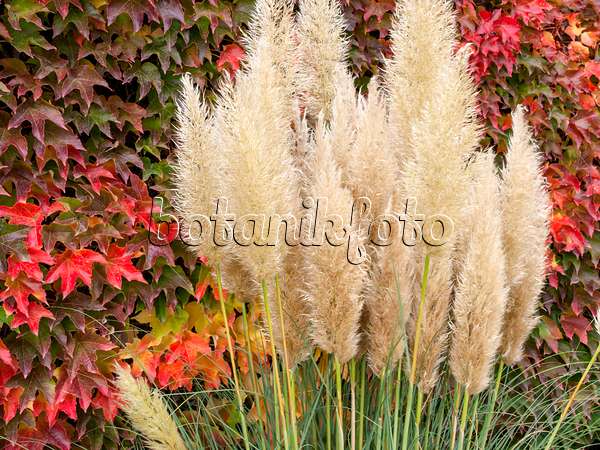 465107 - Pampas grass (Cortaderia selloana 'Pumila') and Japanese creeper (Parthenocissus tricuspidata)