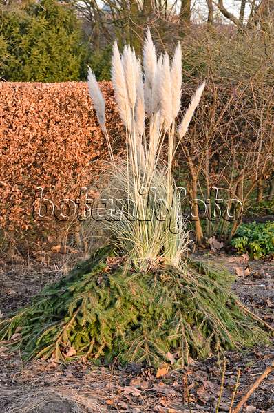 529104 - Pampas grass (Cortaderia selloana) with winter protection