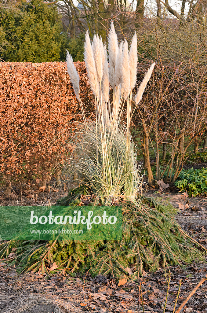 529104 - Pampas grass (Cortaderia selloana) with winter protection