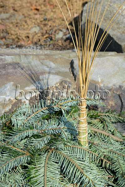 529227 - Pampas grass (Cortaderia selloana) with winter protection