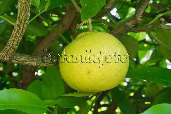 608075 - Pamplemoussier (Citrus maxima)